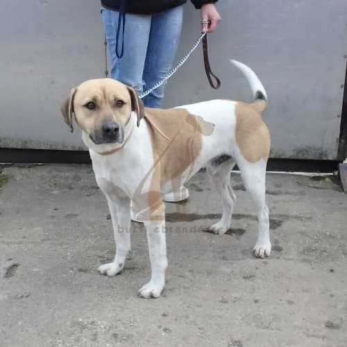 Cuki, male 3yo Mixed Breed for adoption at Buksi Ebrendészet