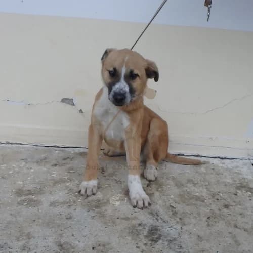 Dézy, female 3yo Mixed Breed for adoption at Buksi Ebrendészet