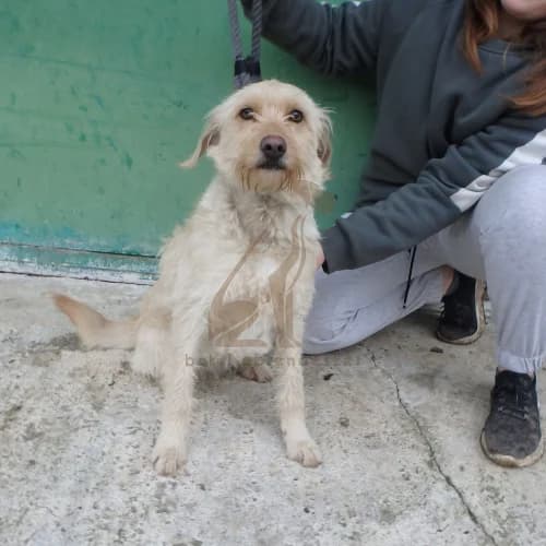 Bori, female 3yo Mixed Breed for adoption at Buksi Ebrendészet