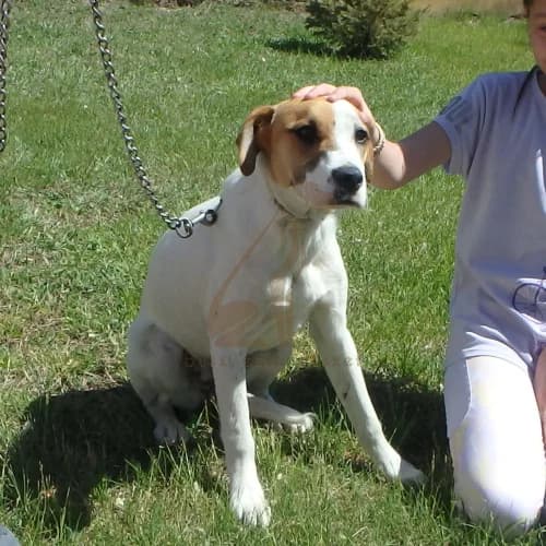 Füge, female 3yo Mixed Breed for adoption at Buksi Ebrendészet