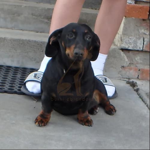 Regő, male 3yo Mixed Breed for adoption at Buksi Ebrendészet