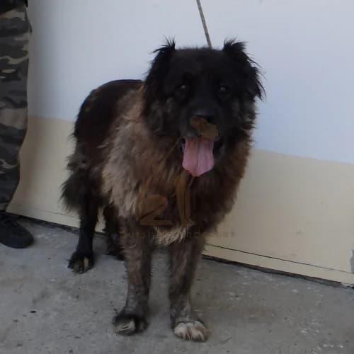 Hektor, male 3yo Mixed Breed for adoption at Buksi Ebrendészet