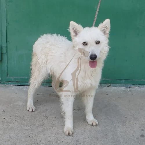 Zalán, male 3yo Mixed Breed for adoption at Buksi Ebrendészet