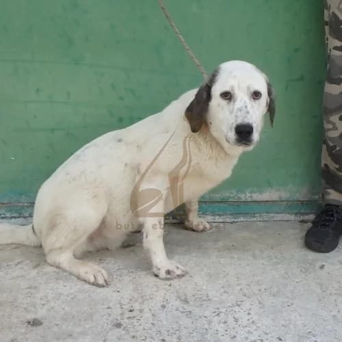 Cézár, Mixed Breed (Buksi Ebrendészet)
