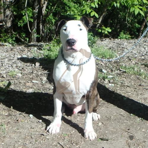 Csibész, Mixed Breed (Buksi Ebrendészet)