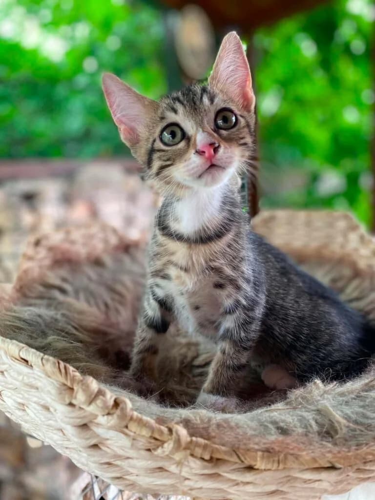 Elvis, male European Shorthair for adoption at Cica-Vár-Lak Alapítvány, Budapest