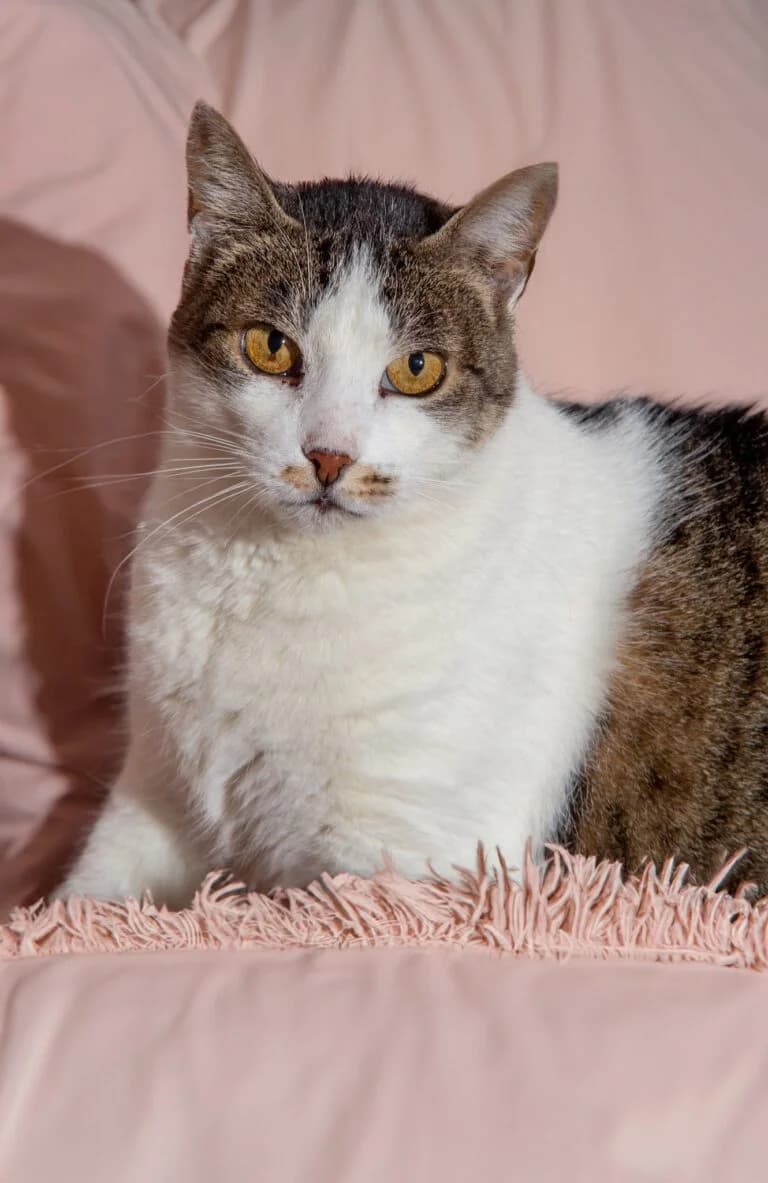 Helia, female Mixed Breed for adoption at Cica-Vár-Lak Alapítvány, Budapest