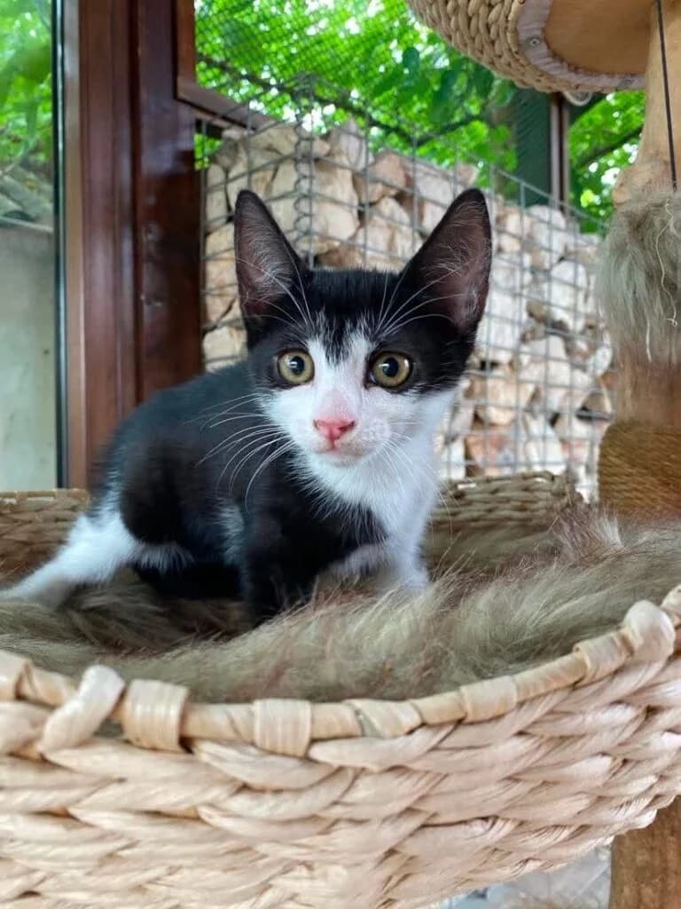 Hella, female mixed breed for adoption at Cica-Vár-Lak Alapítvány, Budapest