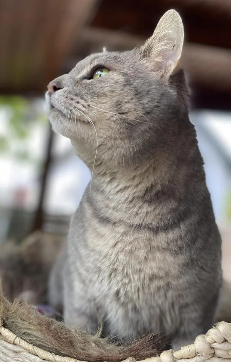 Selene, female Mixed Breed for adoption at Cica-Vár-Lak Alapítvány, Budapest