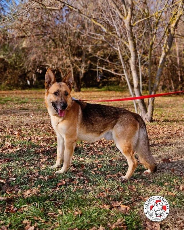 HOUDINI, male 4yo mixed breed for adoption at CNJ Állatvédő Egyesület