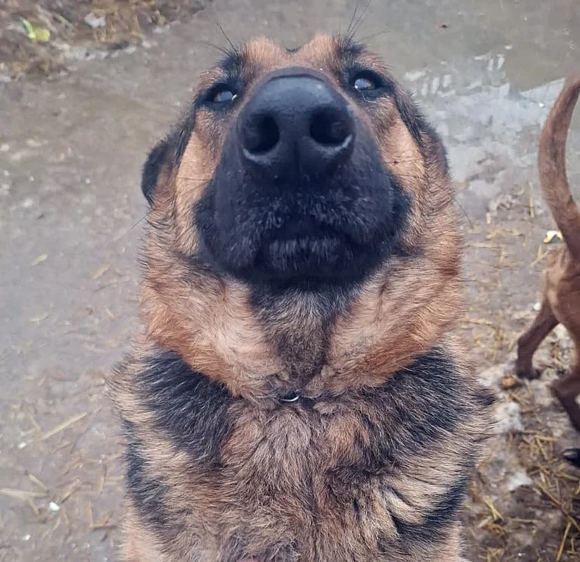 INEZ, female 3yo mixed breed for adoption at CNJ Állatvédő Egyesület
