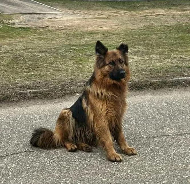NIKI, female young mixed breed for adoption at CNJ Állatvédő Egyesület