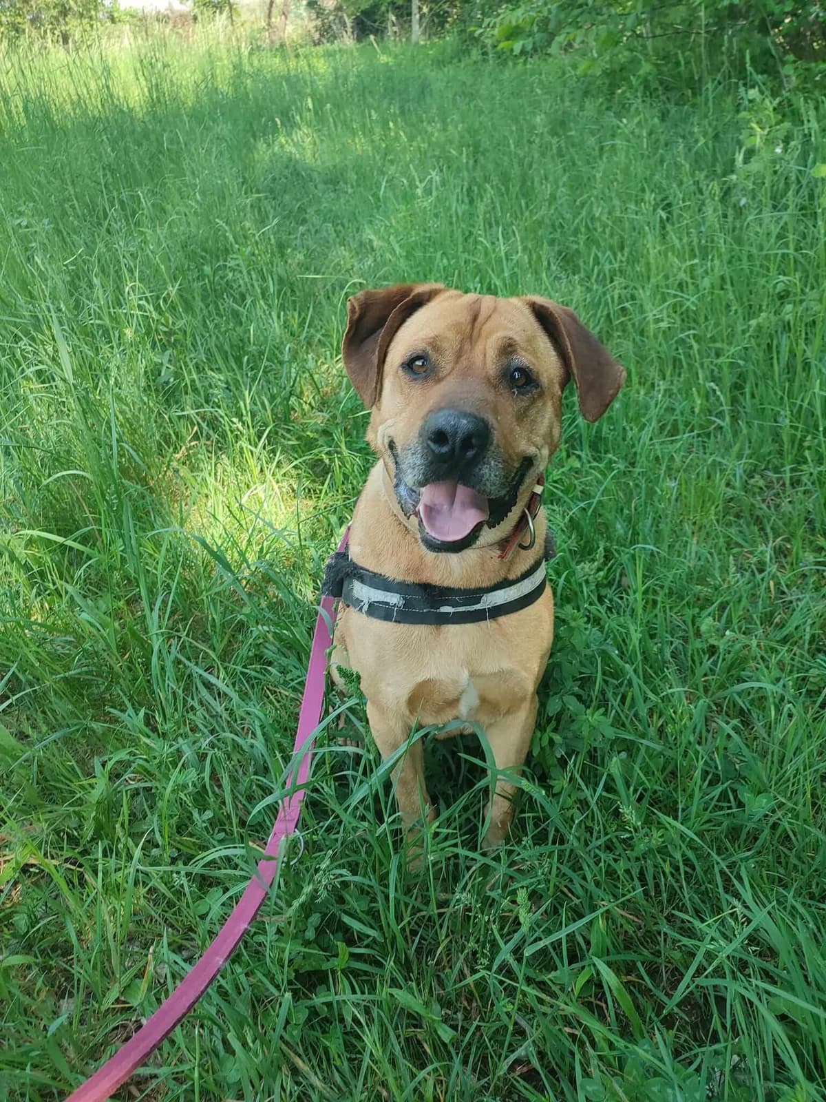 Igor, male Mixed Breed for adoption at Csömöri Állatvédők
