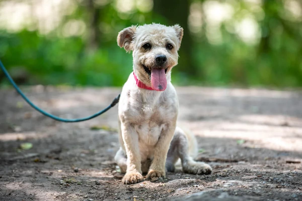 Marci, male Mixed Breed for adoption at Csömöri Állatvédők