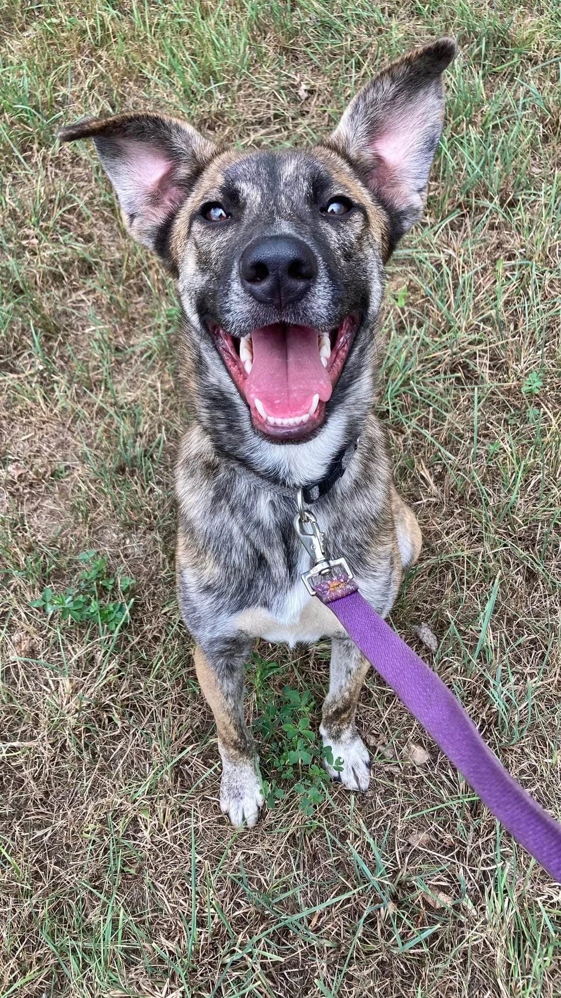 Mia, female Mixed Breed for adoption at Csömöri Állatvédők
