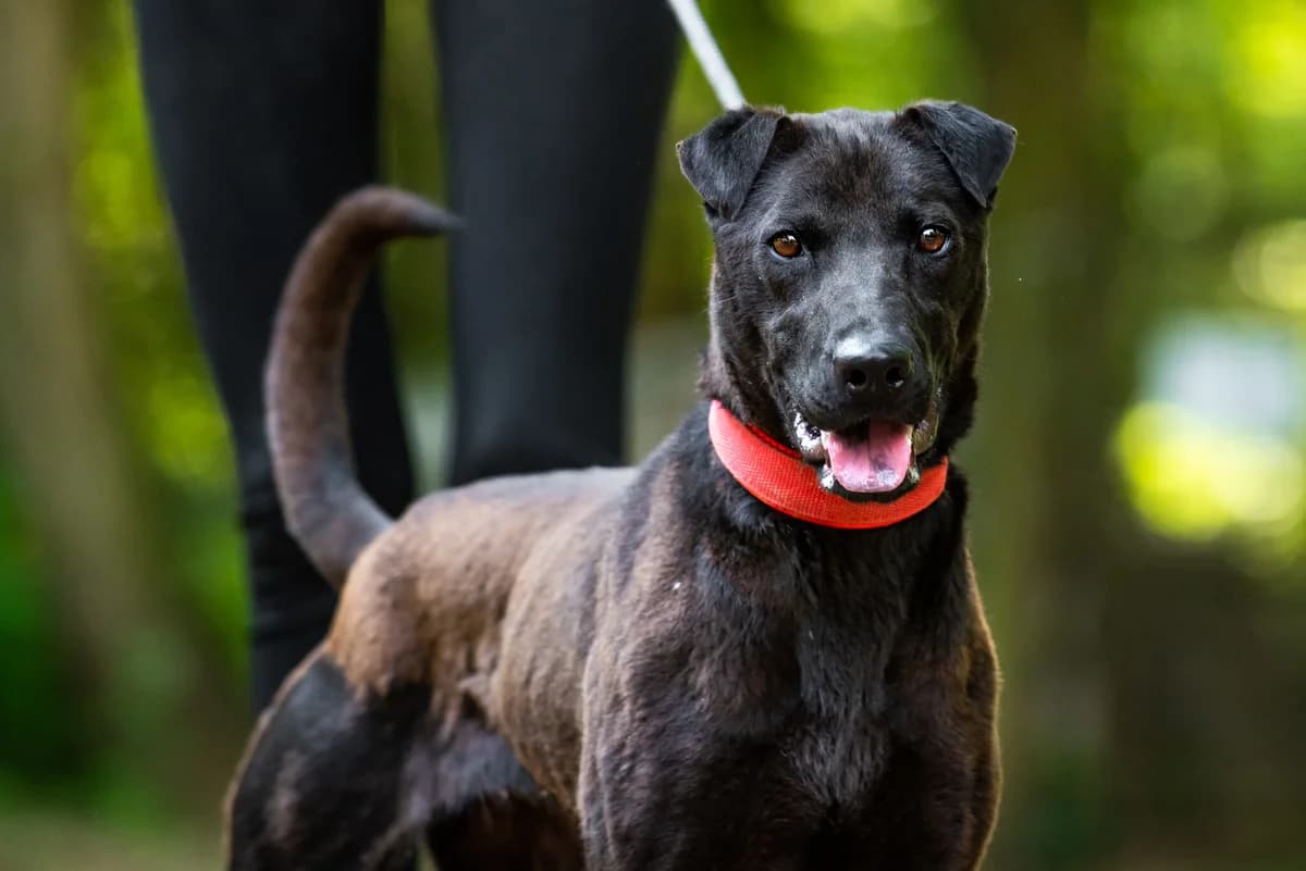 Milli, female Mixed Breed for adoption at Csömöri Állatvédők