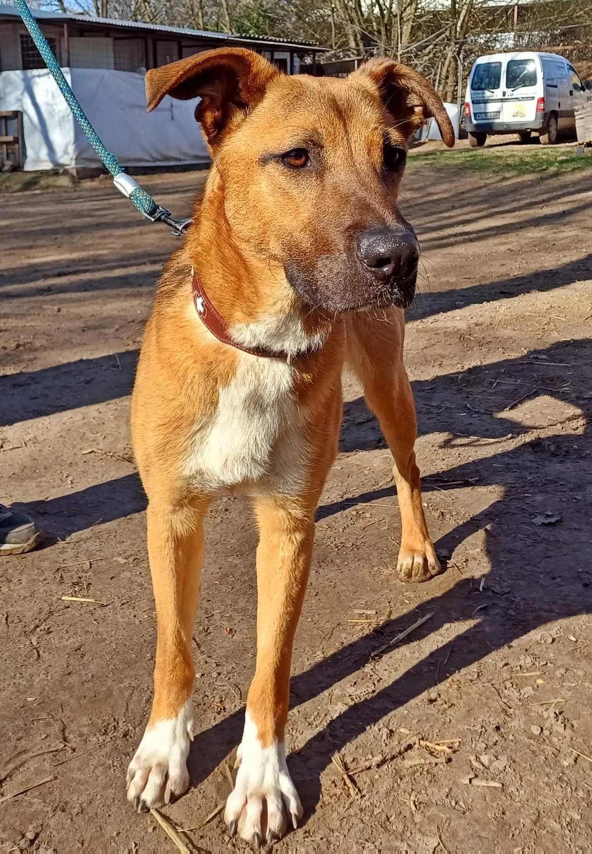 Nyurga, male Mixed Breed for adoption at Csömöri Állatvédők