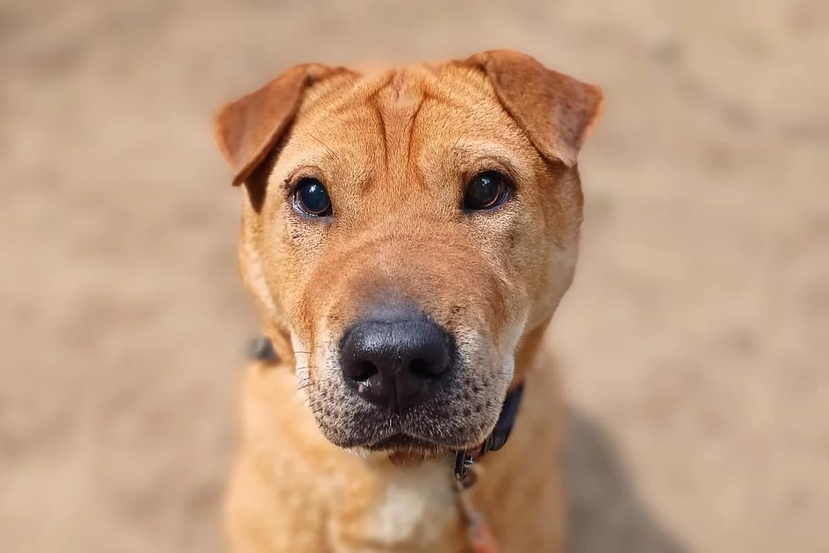 Penge, male Mixed Breed for adoption at Csömöri Állatvédők