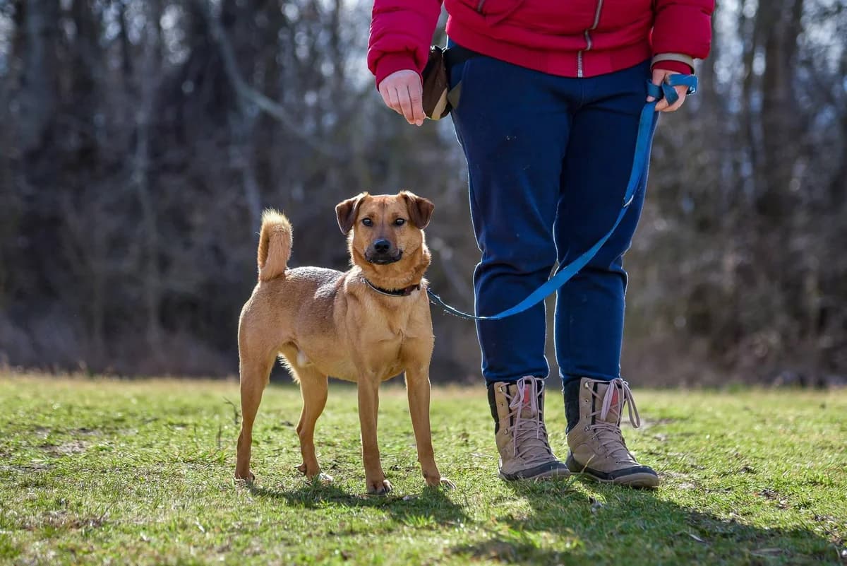 Pici, male Mixed Breed for adoption at Csömöri Állatvédők