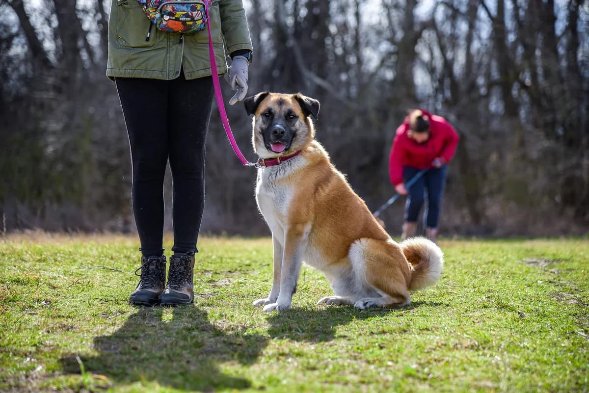 Rex, male Mixed Breed for adoption at Csömöri Állatvédők