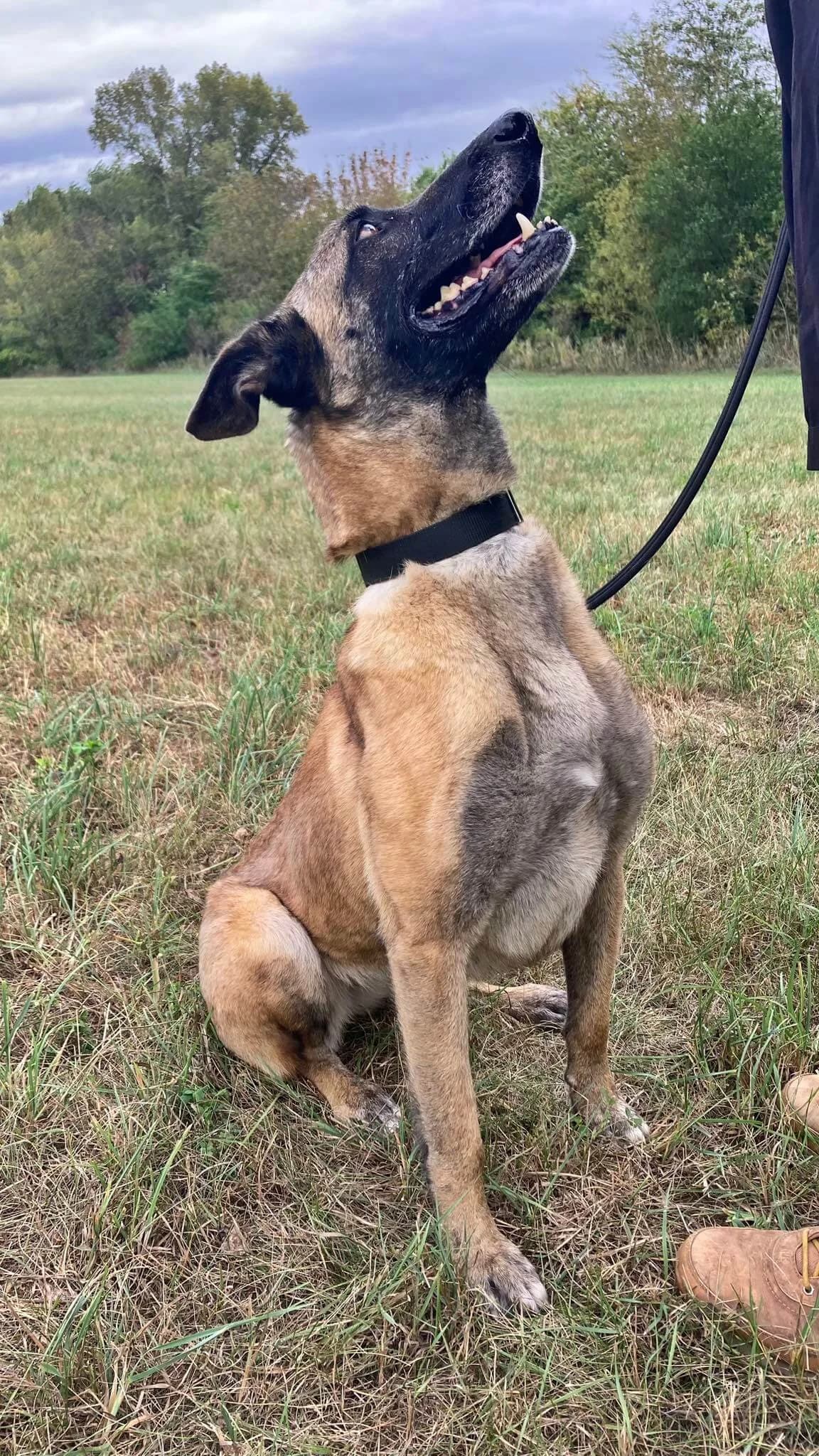 Szofi, female Mixed Breed for adoption at Csömöri Állatvédők