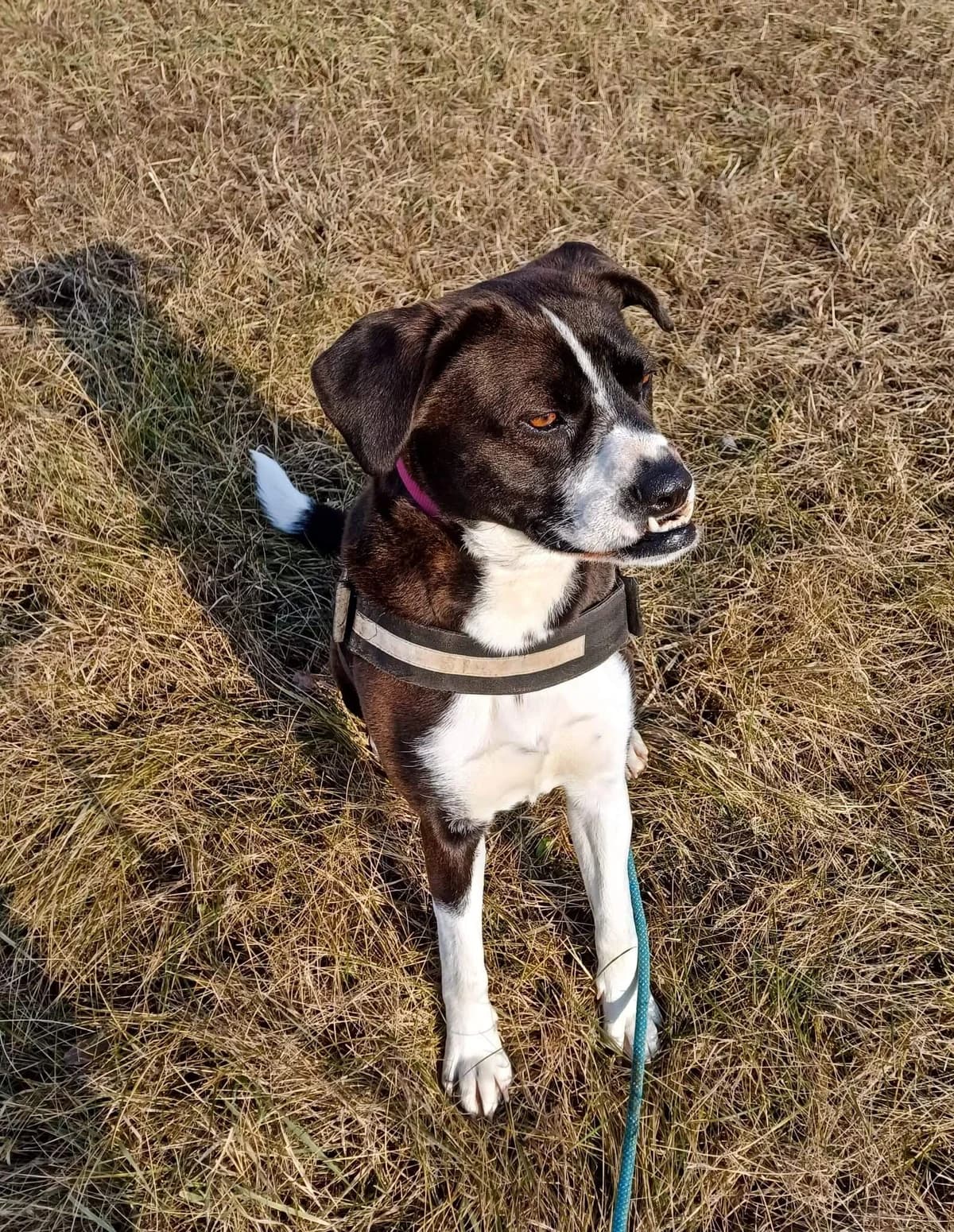 VámPiri, female Mixed Breed for adoption at Csömöri Állatvédők