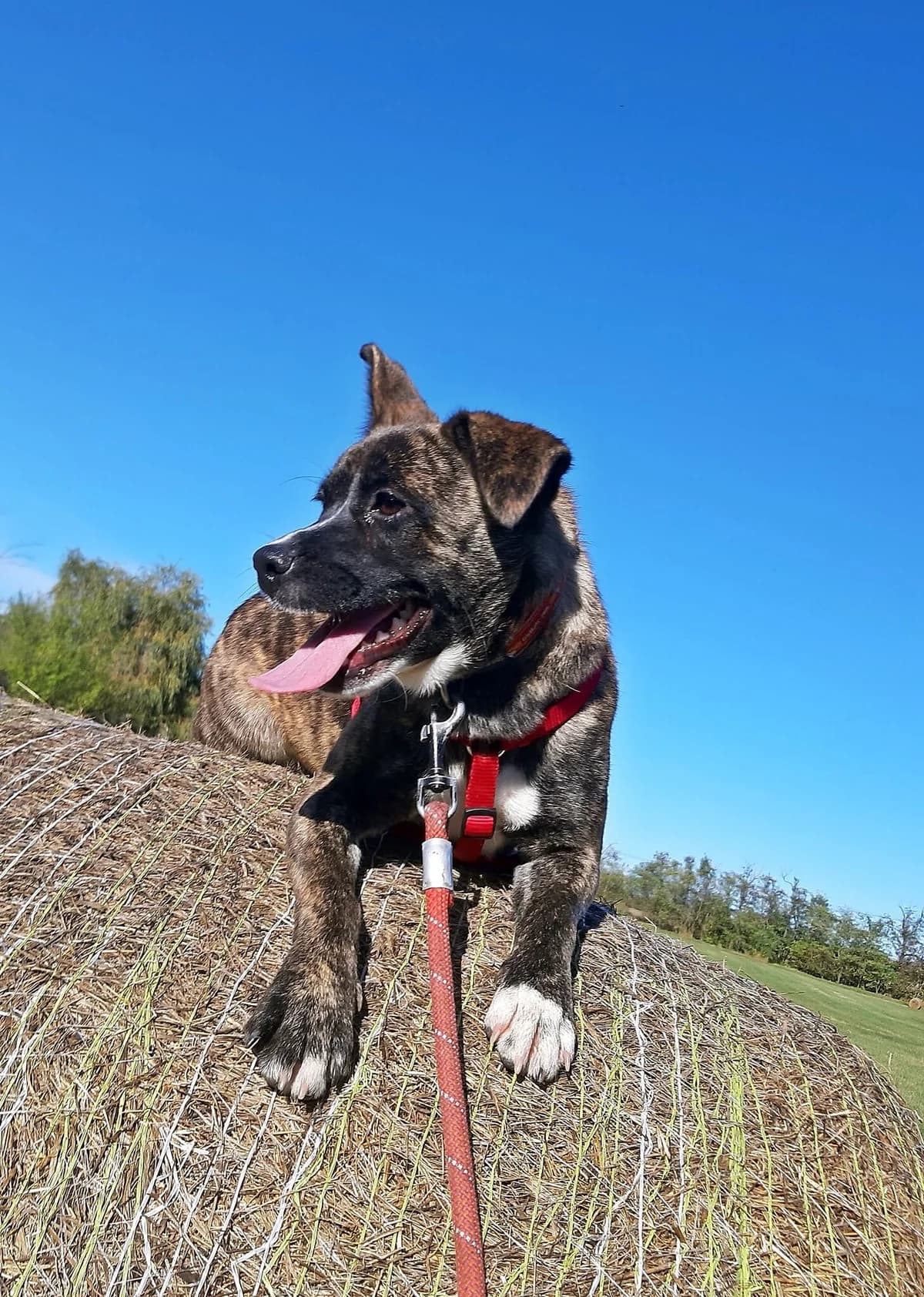 Zuma, female Mixed Breed for adoption at Csömöri Állatvédők