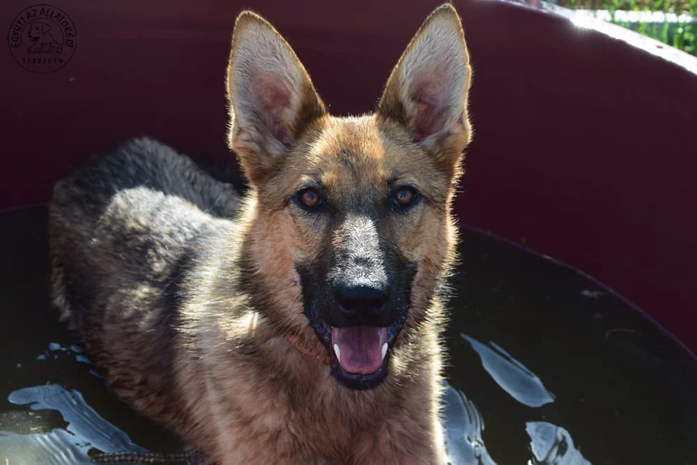 MANDY,  Mixed Breed for adoption at Debreceni Kutyaház