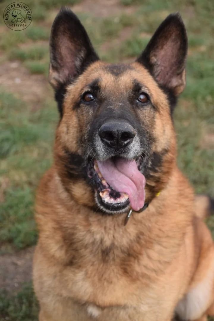 MÓZES,  Mixed Breed for adoption at Debreceni Kutyaház