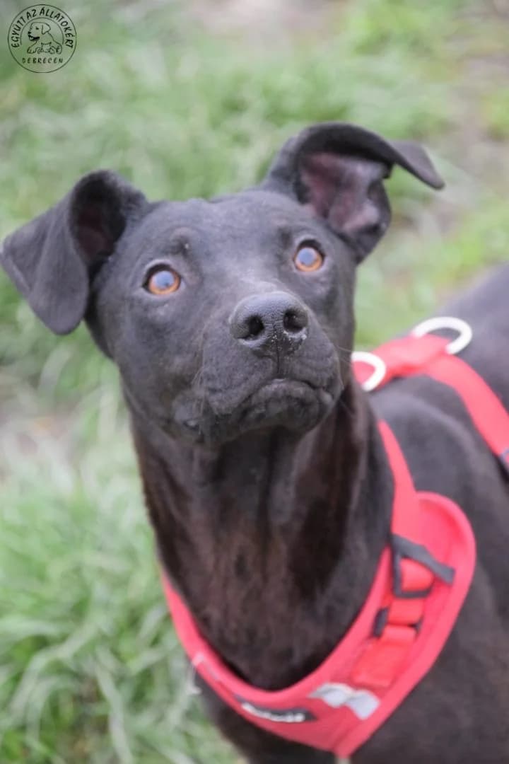 PANDORA, Mixed Breed for adoption at Debreceni Kutyaház