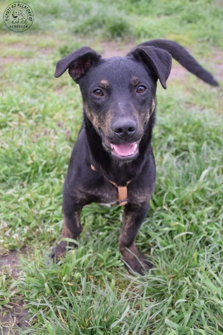 PATRIK, Mixed Breed for adoption at Debreceni Kutyaház