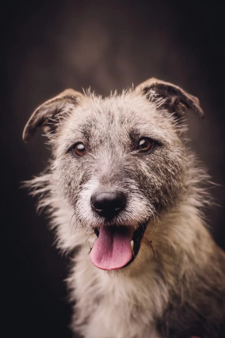 FRANCESCA, Mixed Breed for adoption at Debreceni Kutyaház