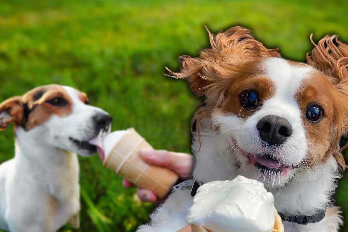 Rinfresca il tuo cane con un bel gelato: 5 ricette adatte a lui, male Mixed Breed for adoption at Diamoci La Zampa, SAN DONATO MILANESE