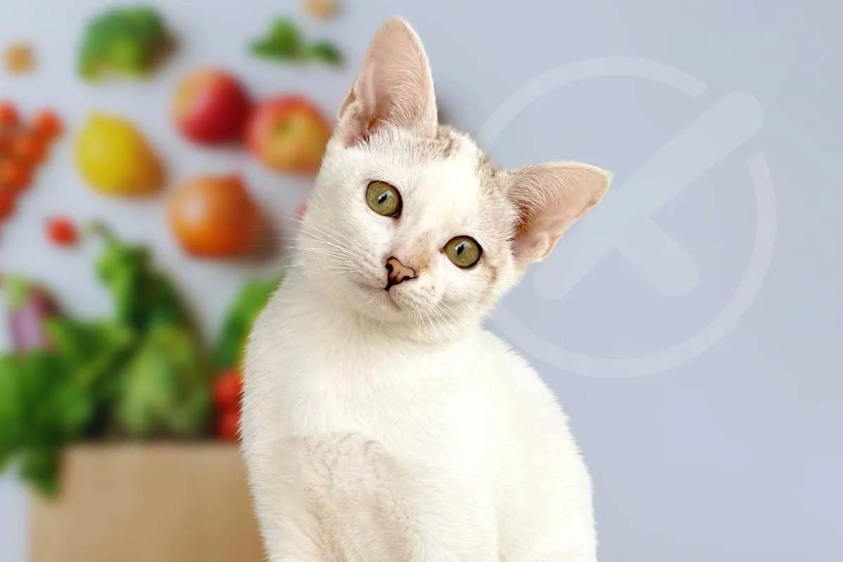 Mai dare questi alimenti ad un gatto: possono essergli fatali, male Mixed Breed for adoption at Diamoci La Zampa, SAN DONATO MILANESE