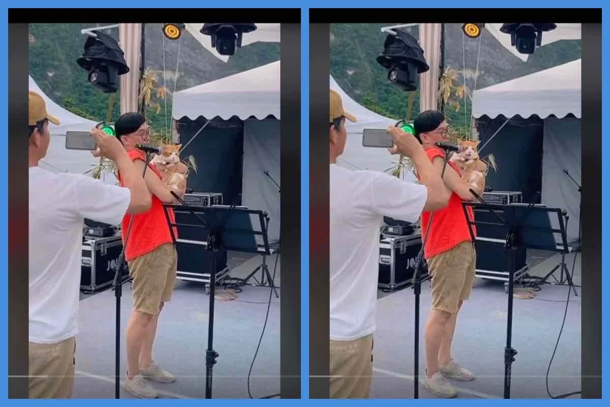 Il gatto canterino conquista tutti: il video dell’esibizione diventa virale,  Mixed Breed for adoption at Diamoci La Zampa, SAN DONATO MILANESE