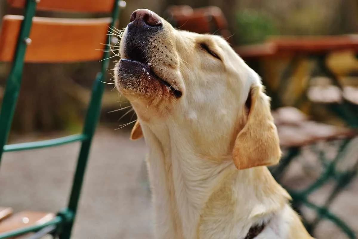 Vi siete mai chiesti perchè il cane ulula? Ecco cosa significa, male Mixed Breed for adoption at Diamoci La Zampa, SAN DONATO MILANESE