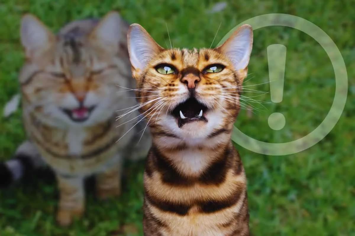 Il tuo gatto non smette di miagolare la notte? C’è più di una ragione dietro: non sottovalutarle, male Mixed Breed for adoption at Diamoci La Zampa, SAN DONATO MILANESE