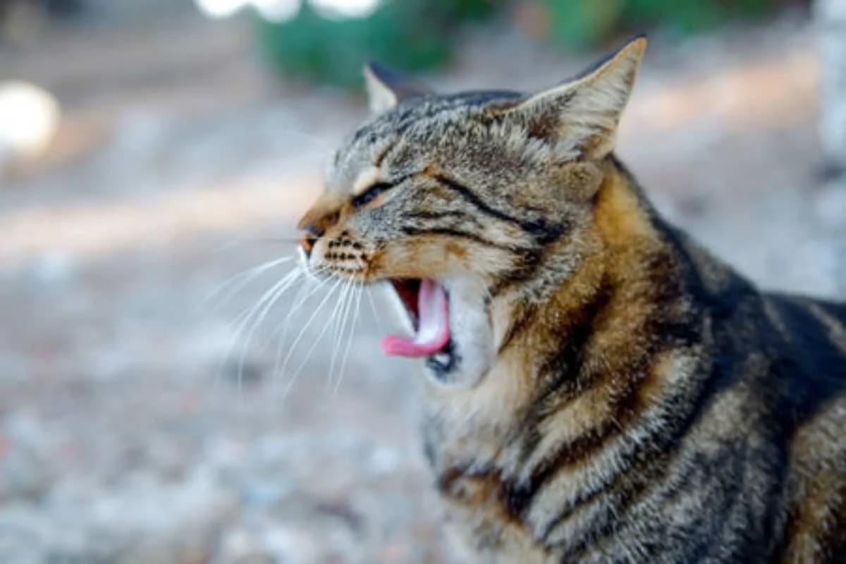 Credevano di aver salvato un gatto, poi la scoperta da brividi: è un animale difficile da avvistare, male Mixed Breed for adoption at Diamoci La Zampa, SAN DONATO MILANESE