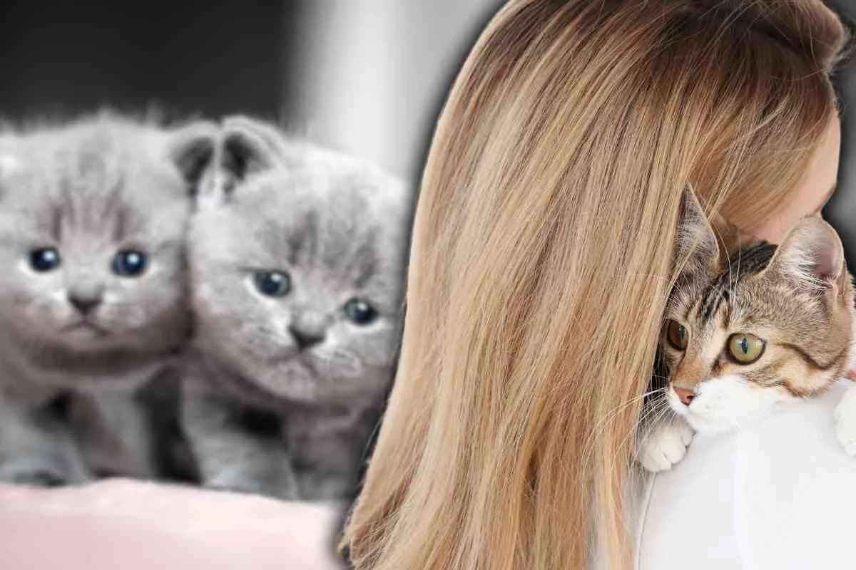 Queste sono le 4 razze di gatti più coccolone con cui vivere: riceverai ogni giorno tantissimo amore, male Mixed Breed for adoption at Diamoci La Zampa, SAN DONATO MILANESE