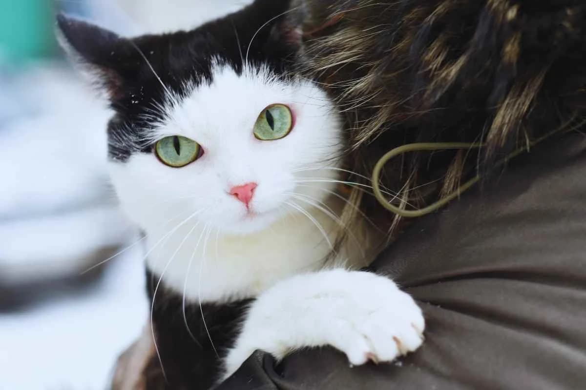 La storia di Tiggy ha commosso il mondo: sfrattata dopo la morte della padrona, ecco cosa fa, male Mixed Breed for adoption at Diamoci La Zampa, SAN DONATO MILANESE