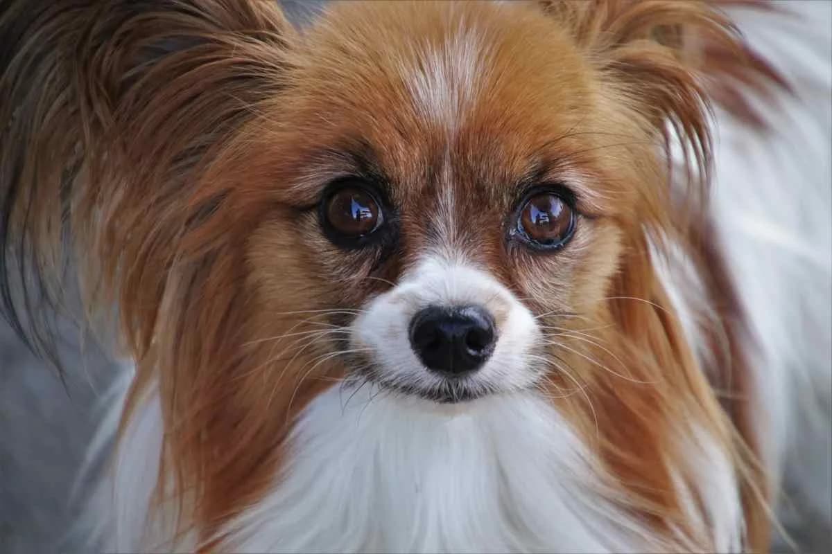 Cani, quali razze vivono più a lungo e si ammalano meno delle altre, senior Mixed Breed for adoption at Diamoci La Zampa, SAN DONATO MILANESE