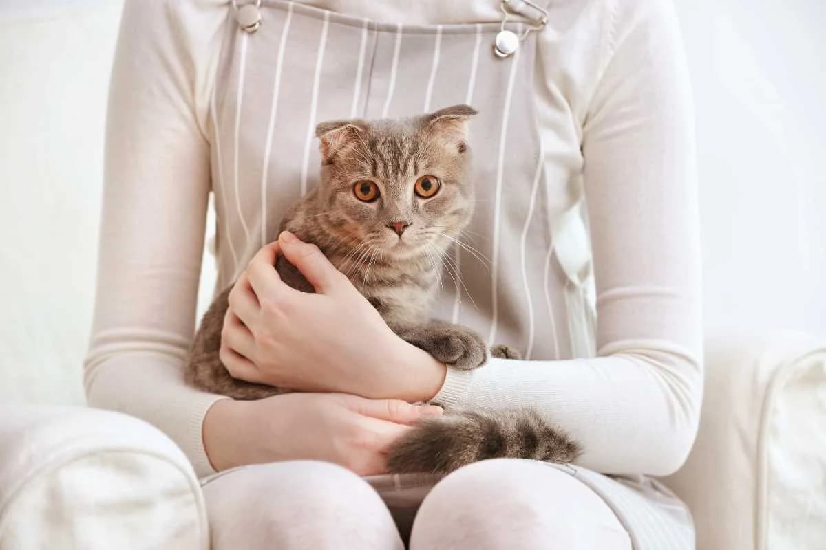 Hai pestato la coda del tuo gatto? C’è un gesto preciso che dovrai fare per farti perdonare, male Mixed Breed for adoption at Diamoci La Zampa, SAN DONATO MILANESE