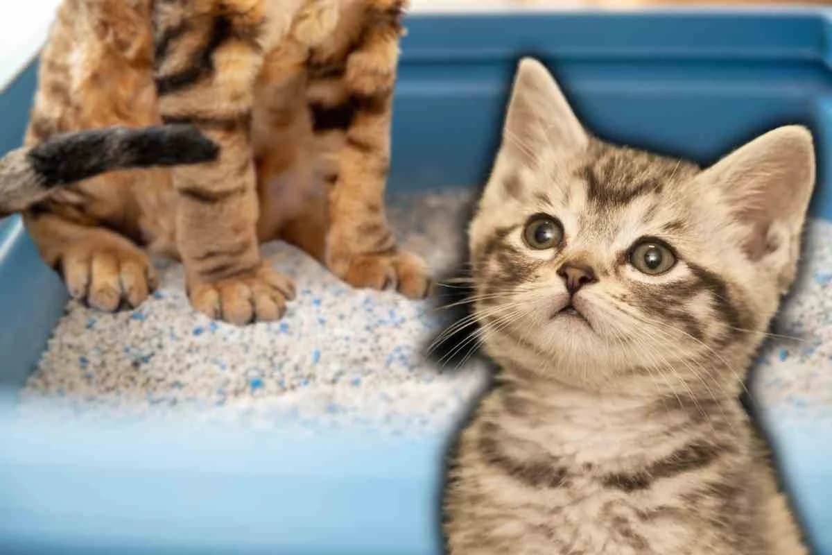 Come insegnare al gatto ad usare la lettiera: addio bisognini ovunque,  Mixed Breed for adoption at Diamoci La Zampa, SAN DONATO MILANESE