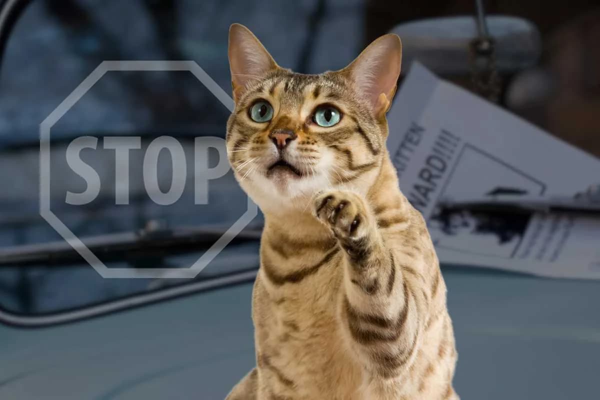 Gatto smarrito: ecco i metodi efficaci per ritrovarlo ed evitare che capiti nuovamente, male Mixed Breed for adoption at Diamoci La Zampa, SAN DONATO MILANESE