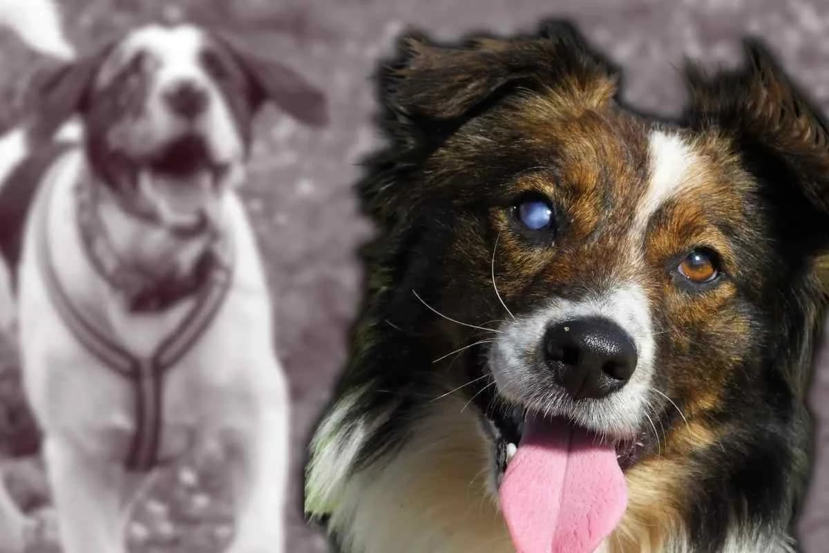 Cane cieco, come prendersene cura per fargli vivere una vita migliore possibile, male Mixed Breed for adoption at Diamoci La Zampa, SAN DONATO MILANESE
