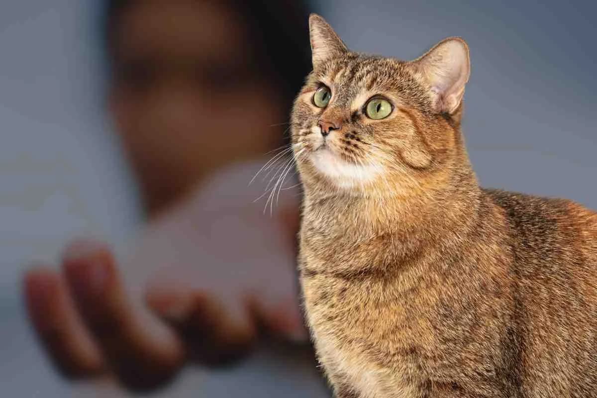 Gatta tira la mano del padrone per farsi seguire: quello che gli mostra è dolcissimo | VIDEO, male Mixed Breed for adoption at Diamoci La Zampa, SAN DONATO MILANESE