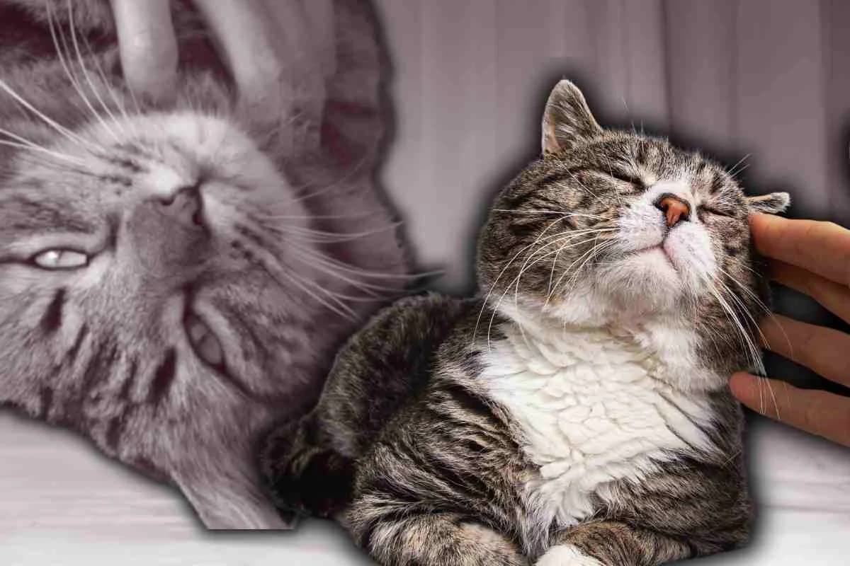 Il tuo gatto ha smesso di fare le fusa? Ecco perché è successo e quando bisogna preoccuparsi, male Mixed Breed for adoption at Diamoci La Zampa, SAN DONATO MILANESE