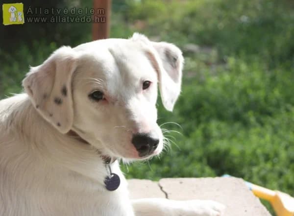 Athos kutya gazdit keres, male young Mixed Breed for adoption at Ebangyal Állatmentés Gazdikereső