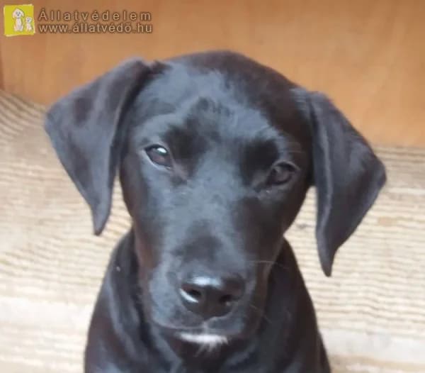Inez kutya gazdit keres, female Mixed Breed for adoption at Ebangyal Állatmentés Gazdikereső
