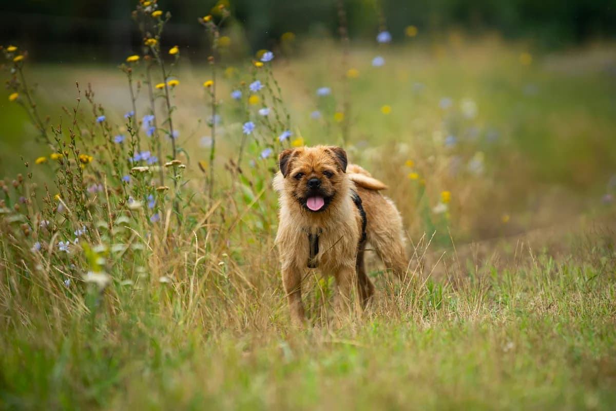 Winkie, male puppy Mixed Breed for adoption at Ebremény